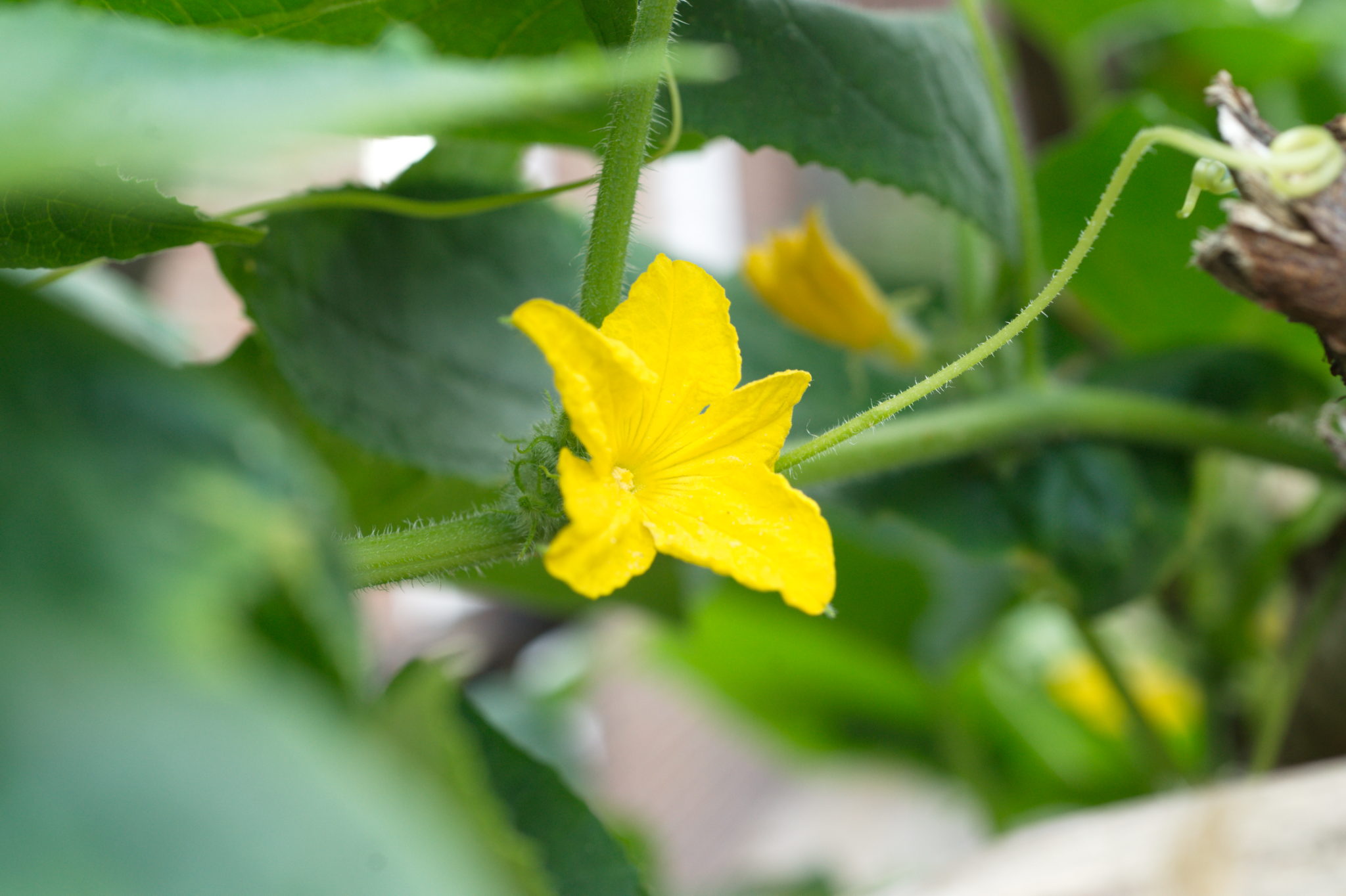 20210721  Gruen(t)raumHeimfeld 015